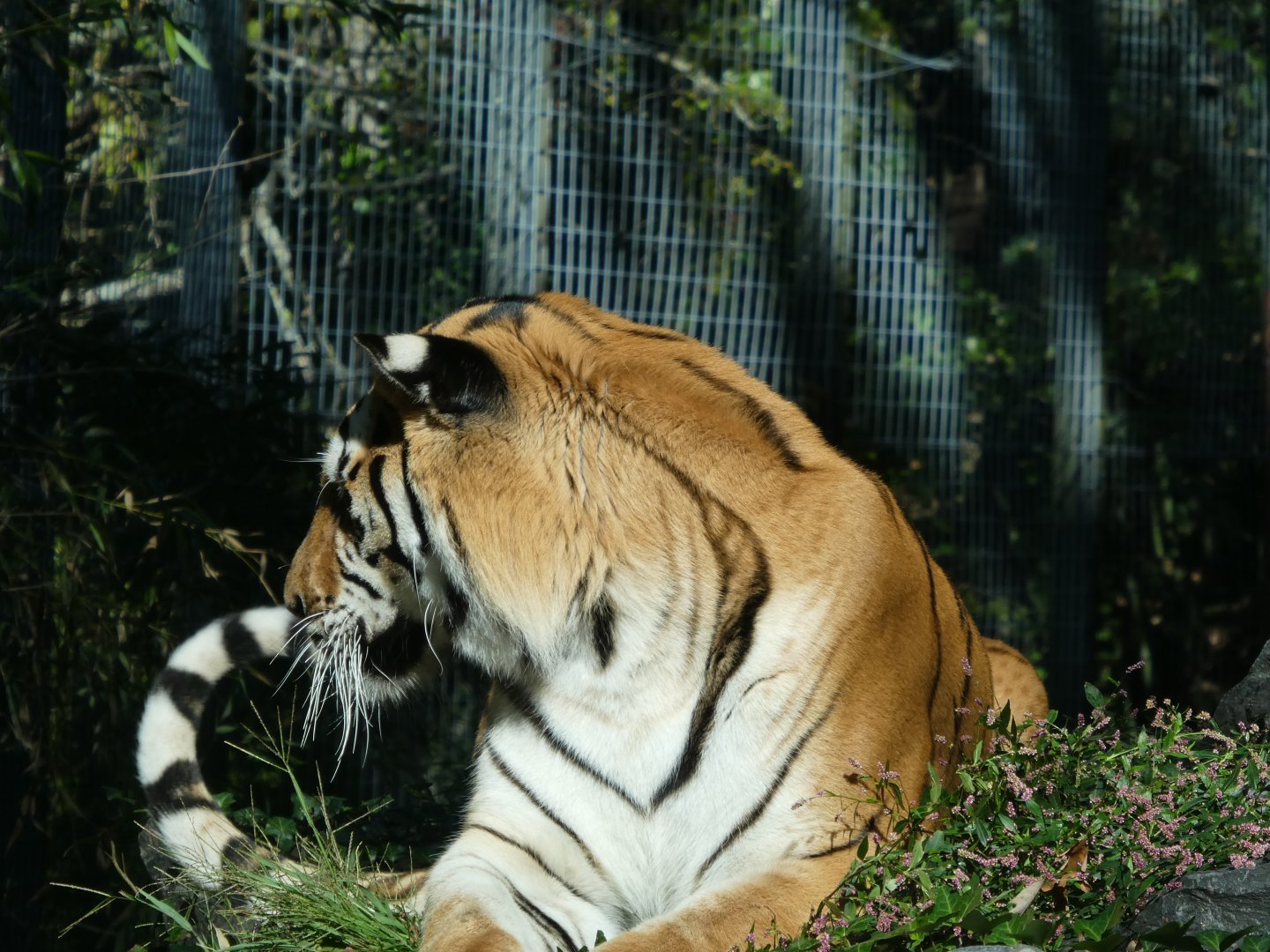 Bengal Tiger