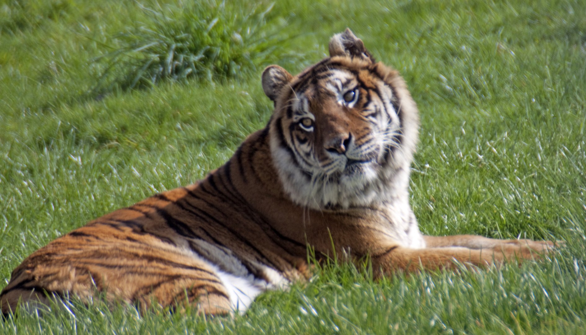 Bengal Tiger
