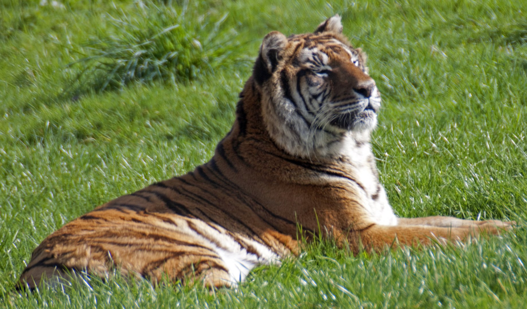 Bengal Tiger