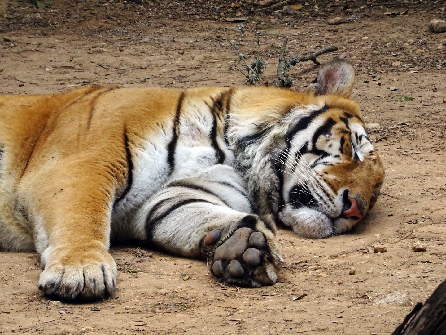 Bengal Tiger