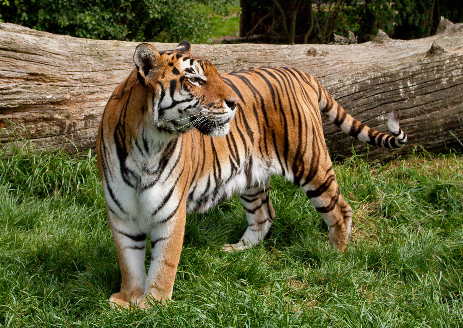 Bengal tiger