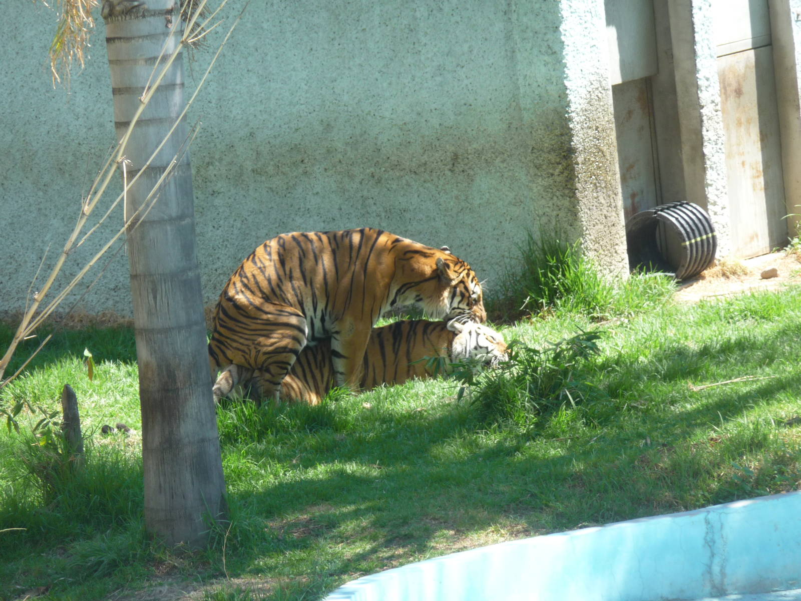 bengal tigers zoologico del altiplano tlaxcala