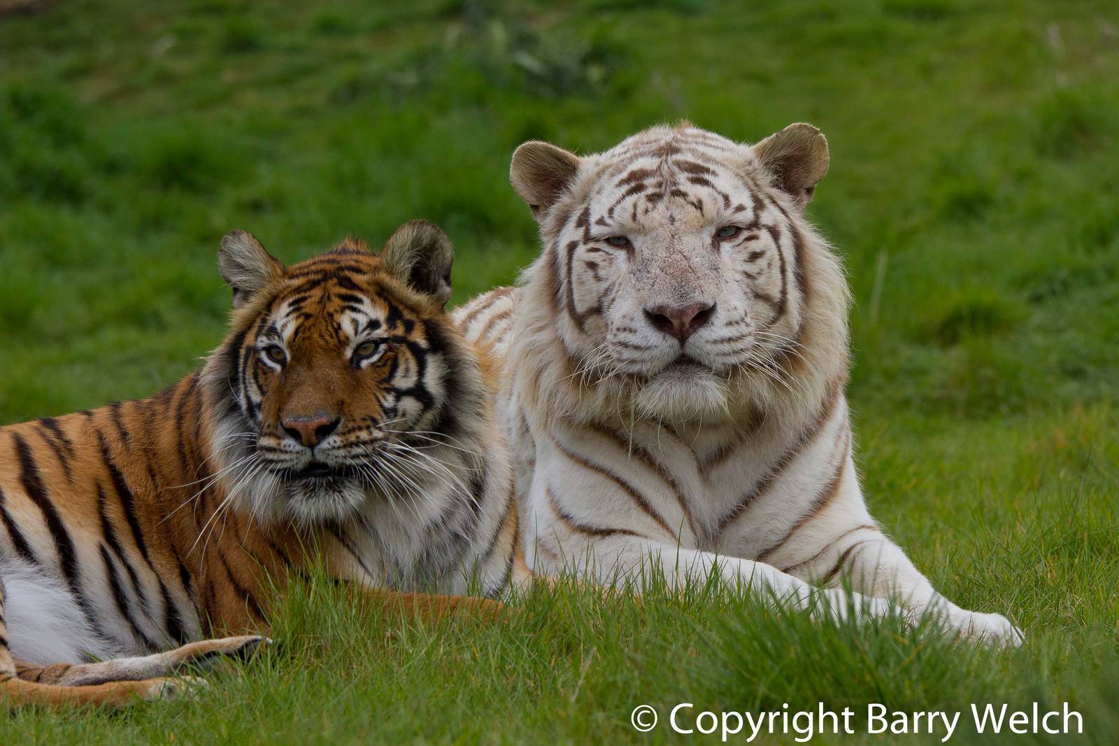 Bengal Tigers