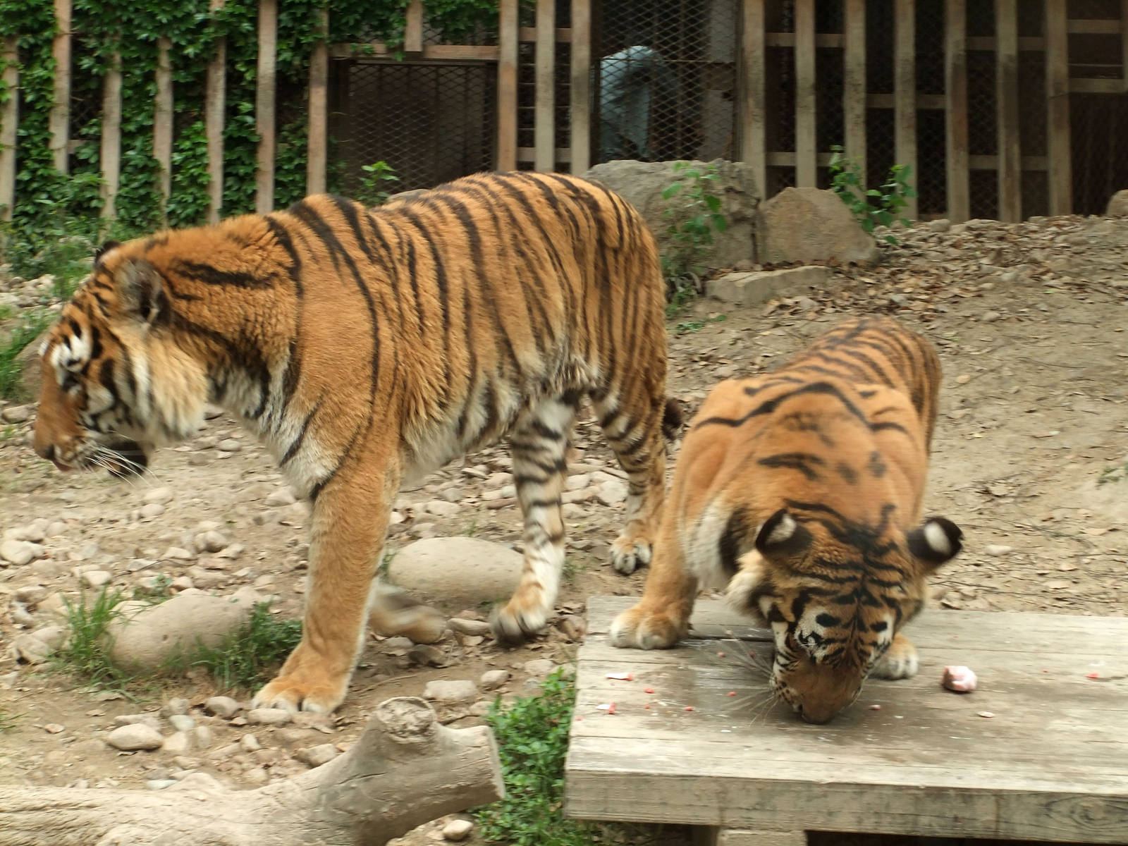 Bengal Tigers