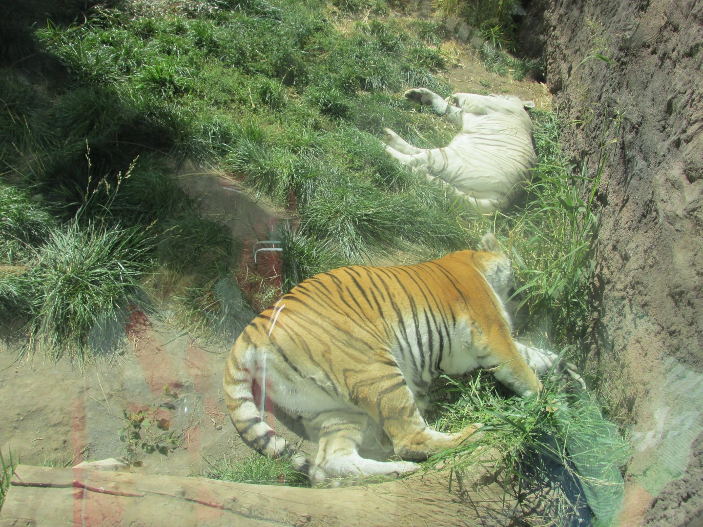 bengal tigers