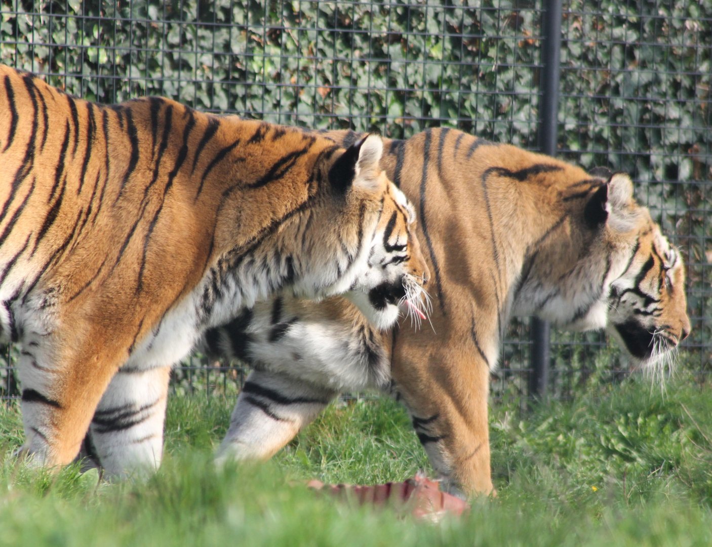 "Bengal" tigers