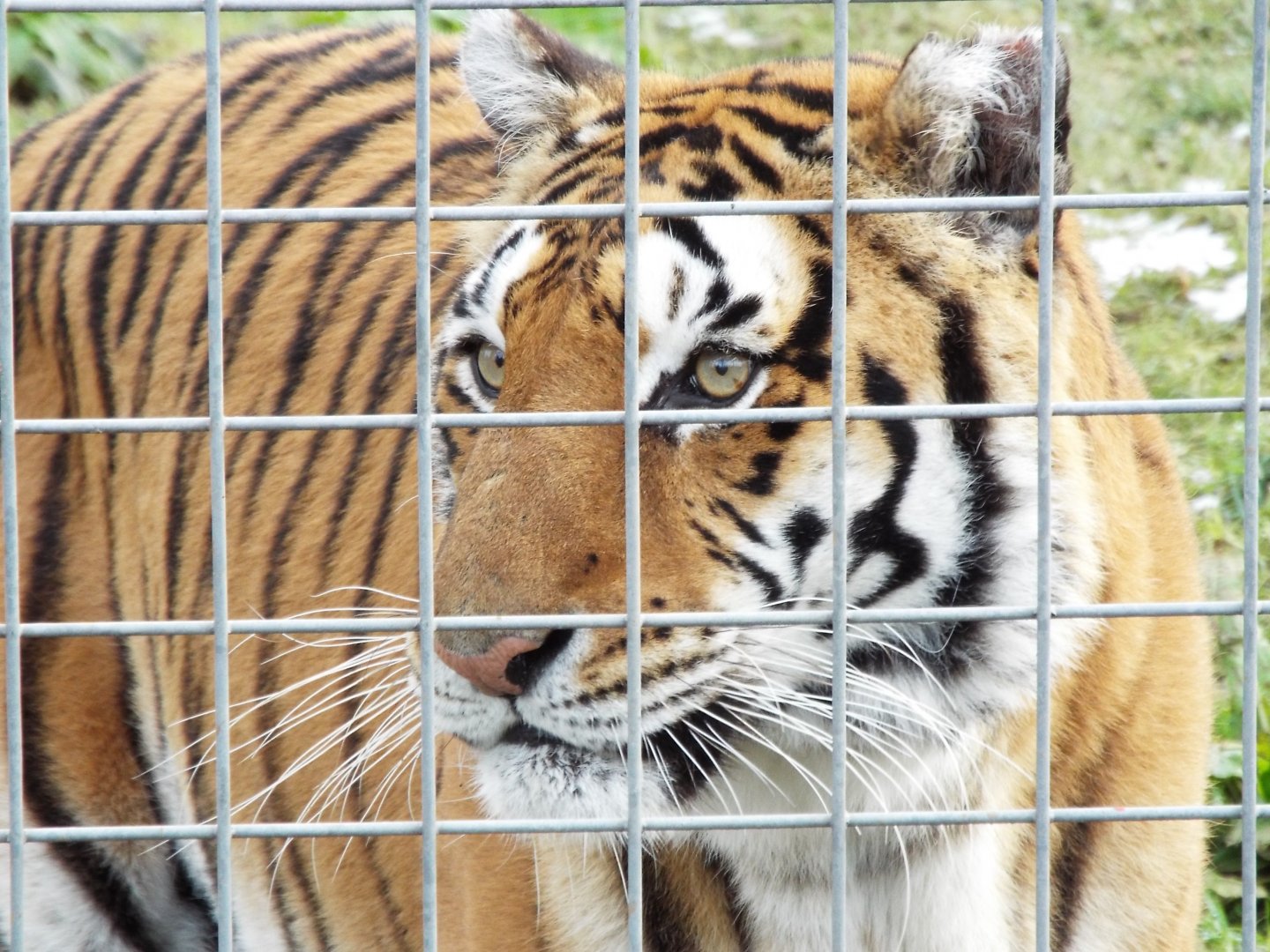 'Bengal Type' tigress