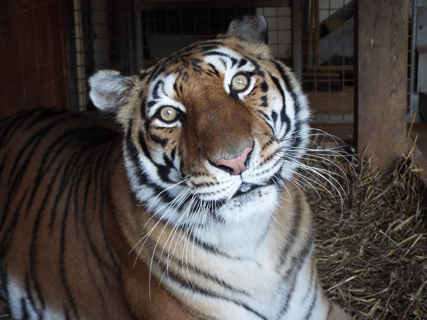 'Bengal Type' Tigress