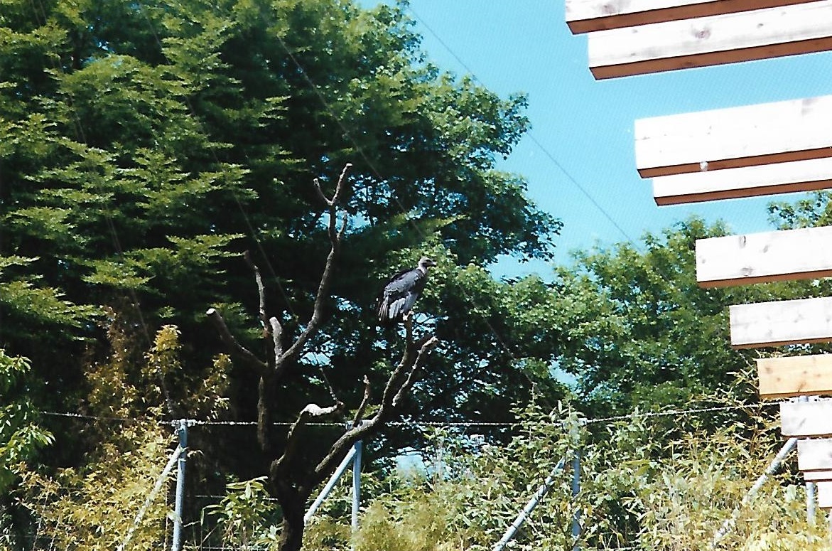 Bengal vulture (2001)