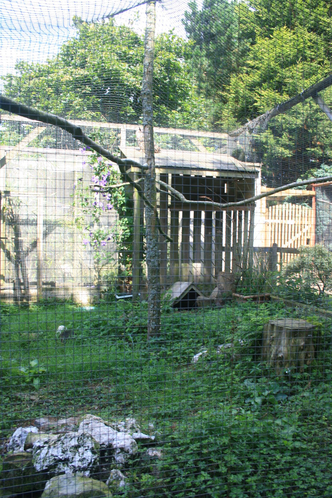 Bengal_owl_Enclosures_1_