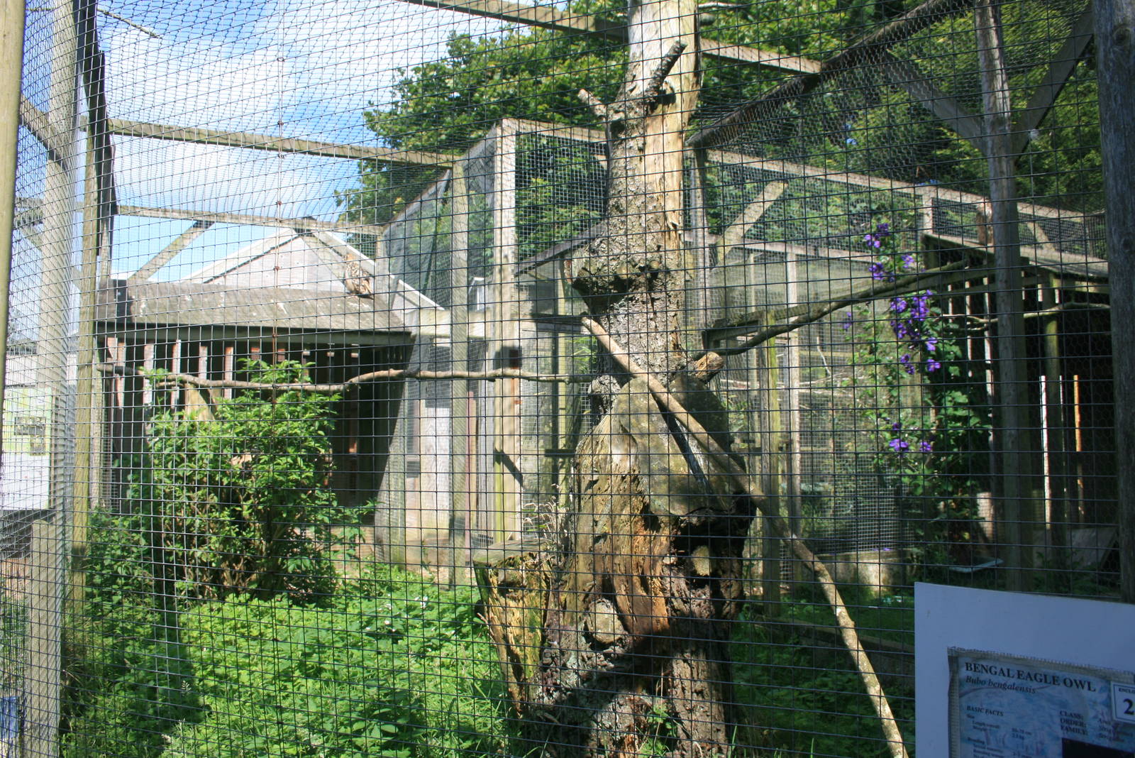 Bengal_owl_Enclosures_2_