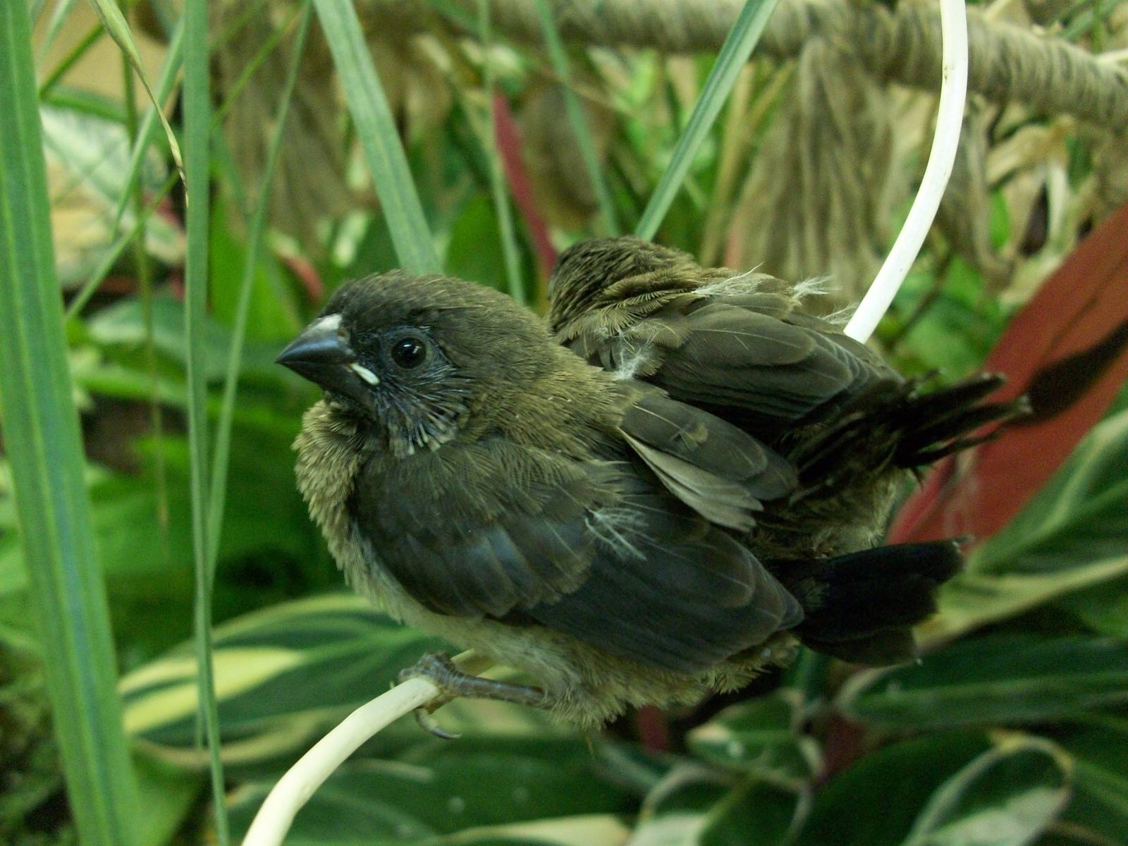 Bengalese finch fledgelings
