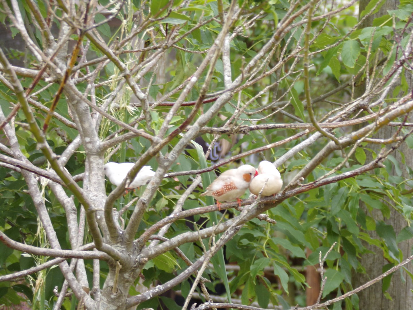 Bengalese finches 7.7.24