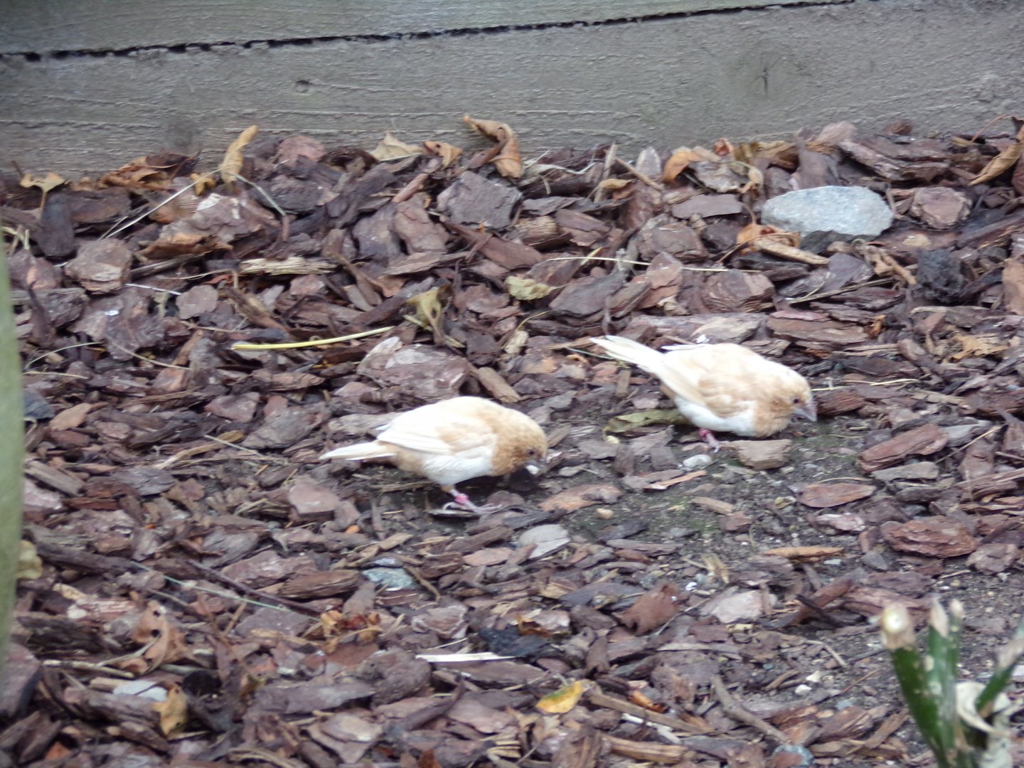 Bengalese finches (sorry for blur) 7.7.24