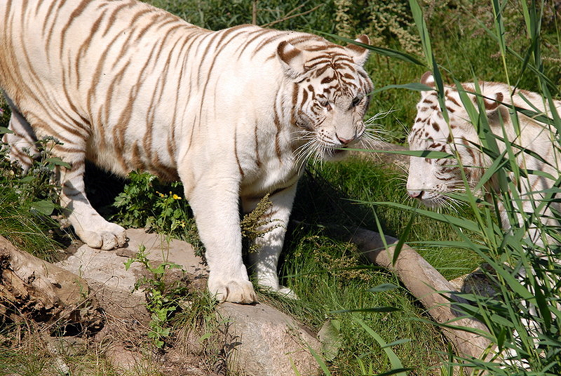 Bengaltiger at Aschersleben zoo