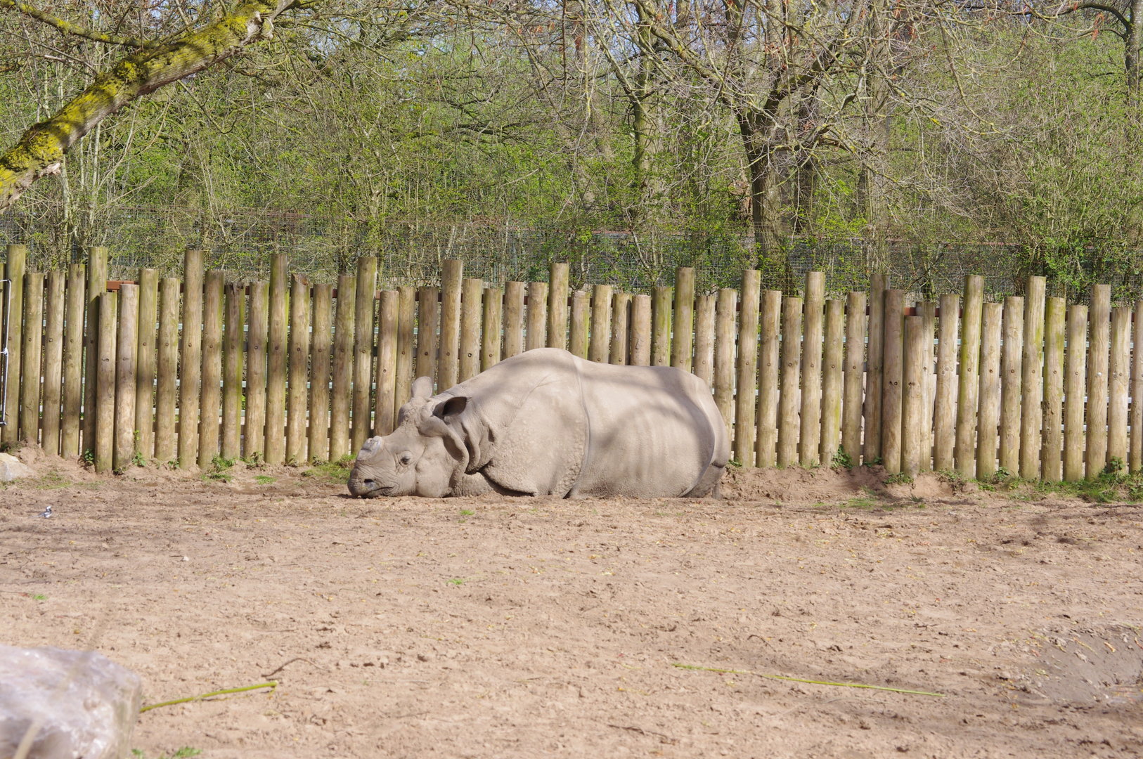 Beni- Greater one horned rhino male- 4/4/2023