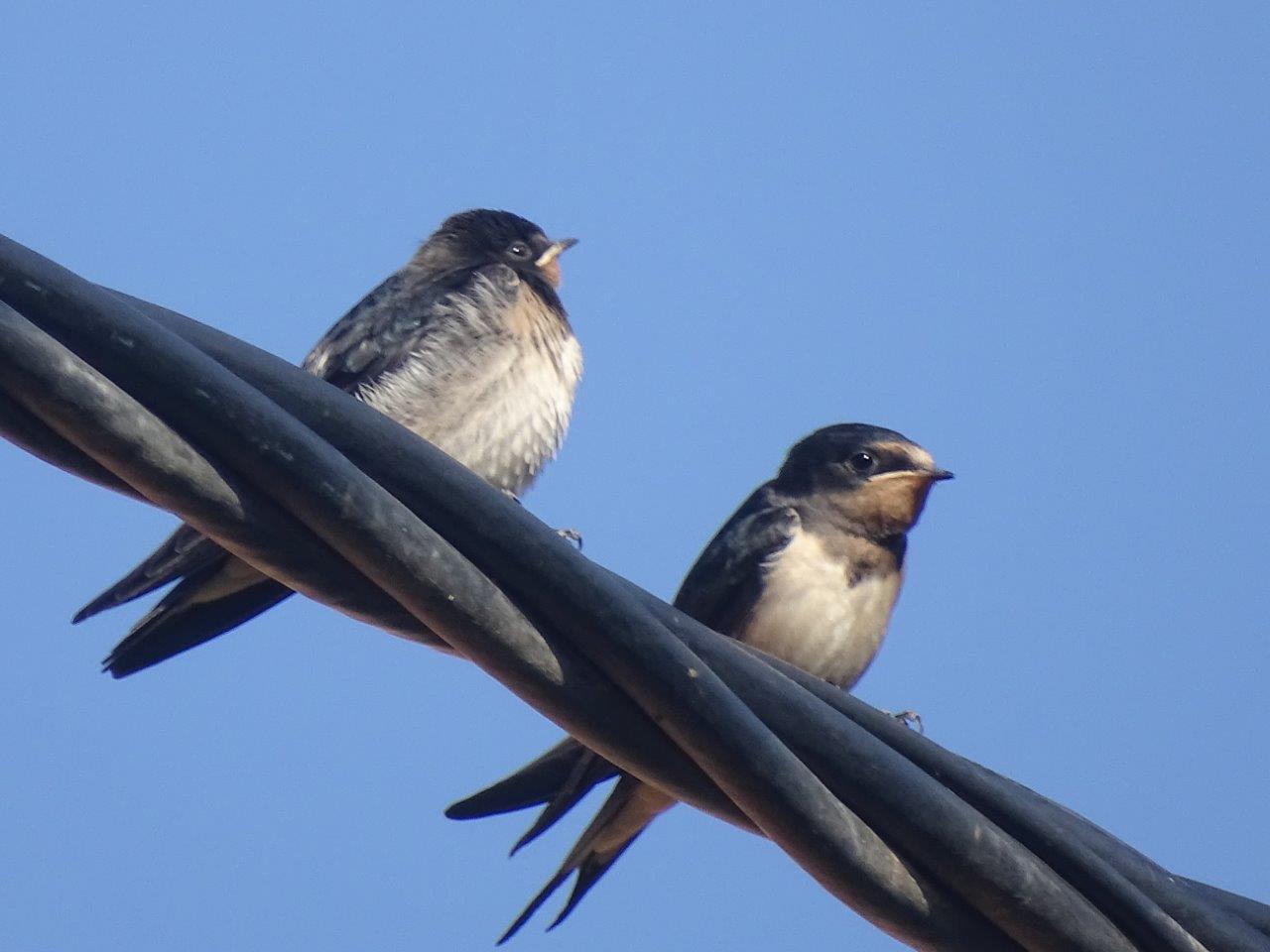 Beni Mellal - Barn swallow