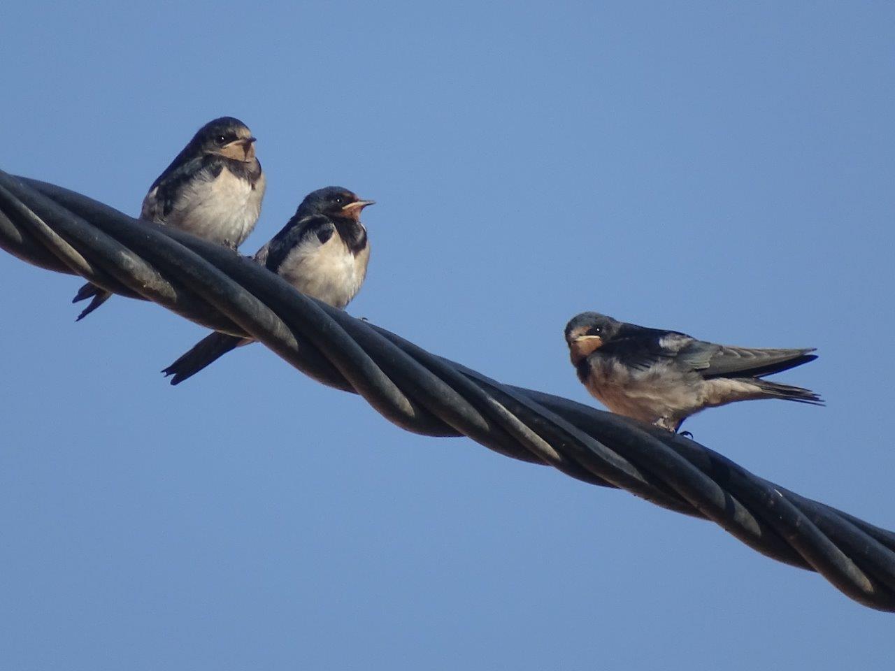 Beni Mellal - Barn swallow