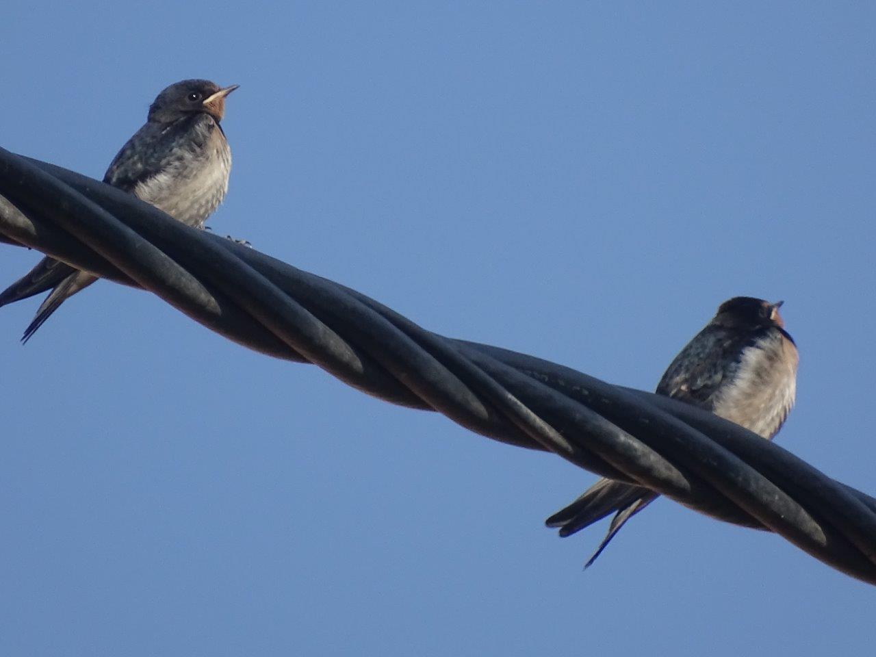 Beni Mellal - Barn swallow