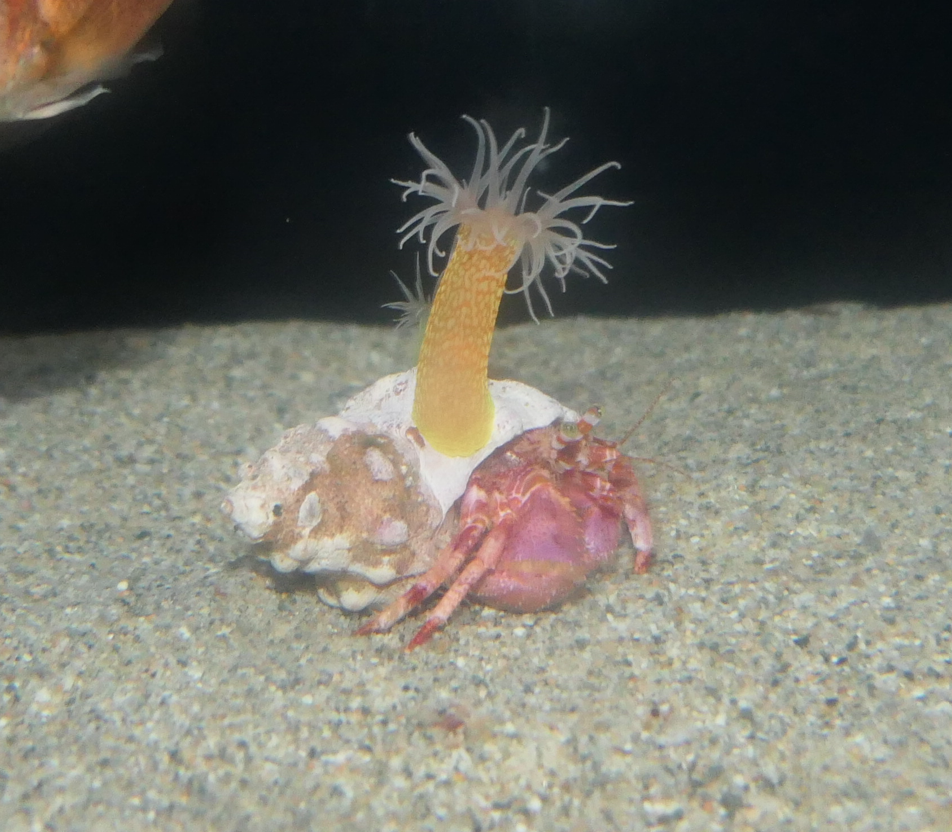 Benihon-yadokari (Pagurus rubior) - Uozu Aquarium