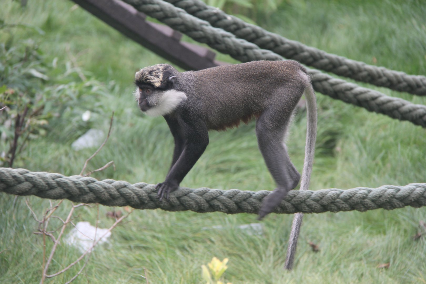 Benin red-bellied guenon (Cercopithecus erythrogaster erythrogaster)