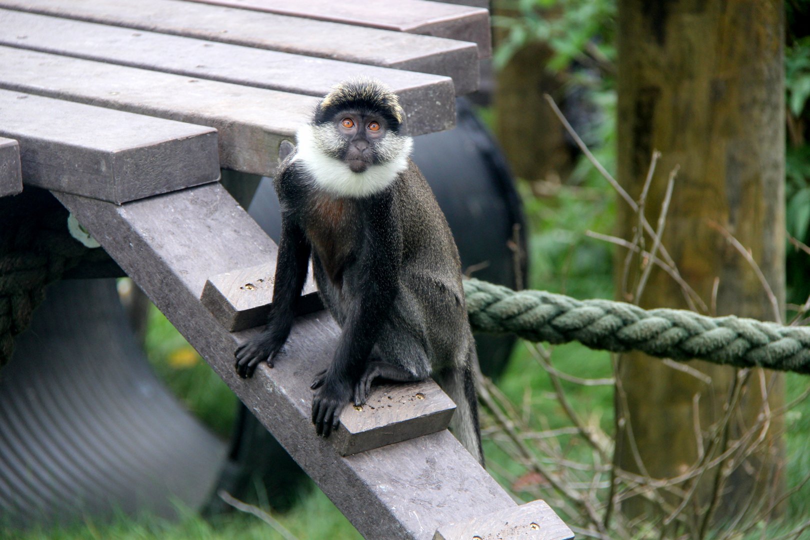 Benin red-bellied guenon (Cercopithecus erythrogaster erythrogaster)