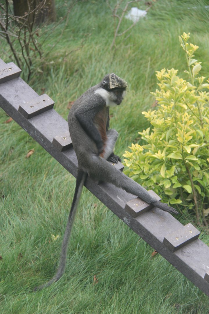 Benin red-bellied guenon (Cercopithecus erythrogaster erythrogaster)