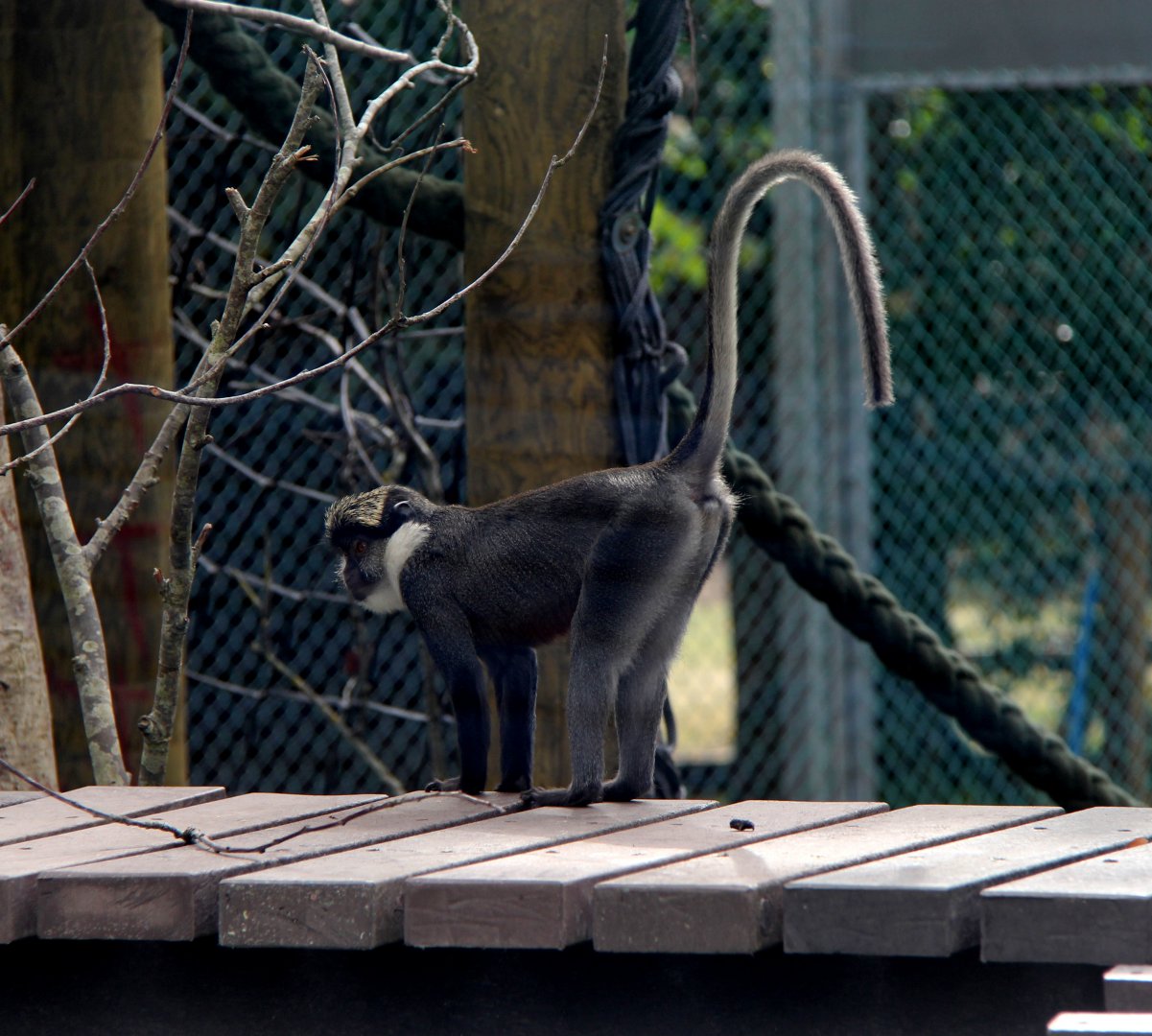 Benin red-bellied guenon (Cercopithecus erythrogaster erythrogaster)