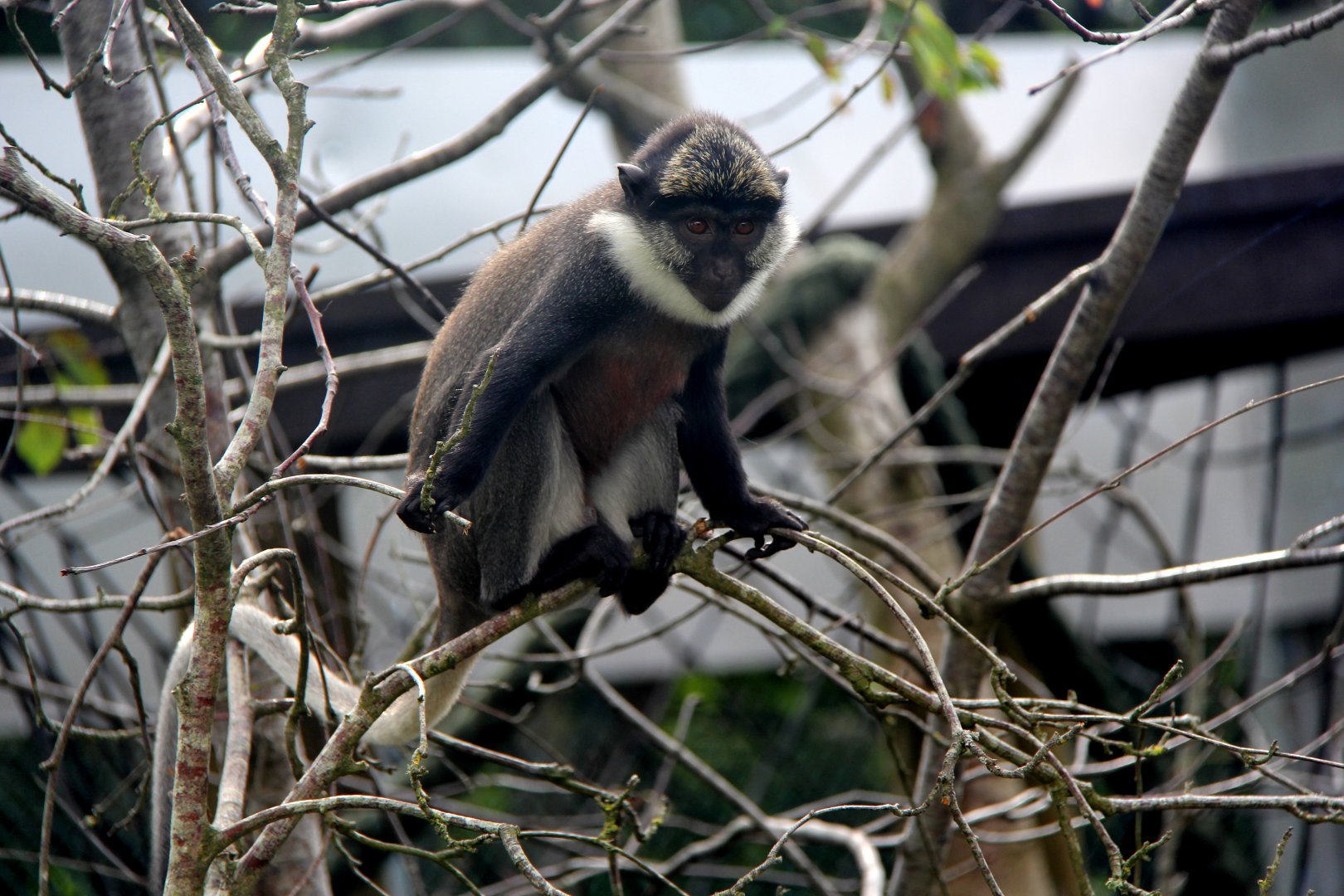 Benin red-bellied guenon (Cercopithecus erythrogaster erythrogaster)