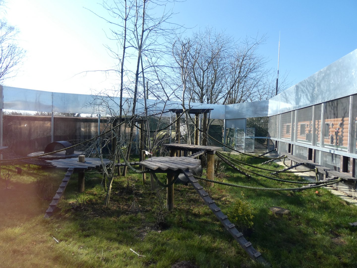 Benin Red-bellied Guenon, Paras Monkey and Ring-tailed Lemur enclosure