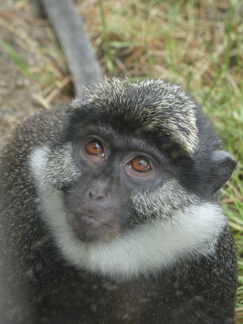 Benin red-bellied guenon