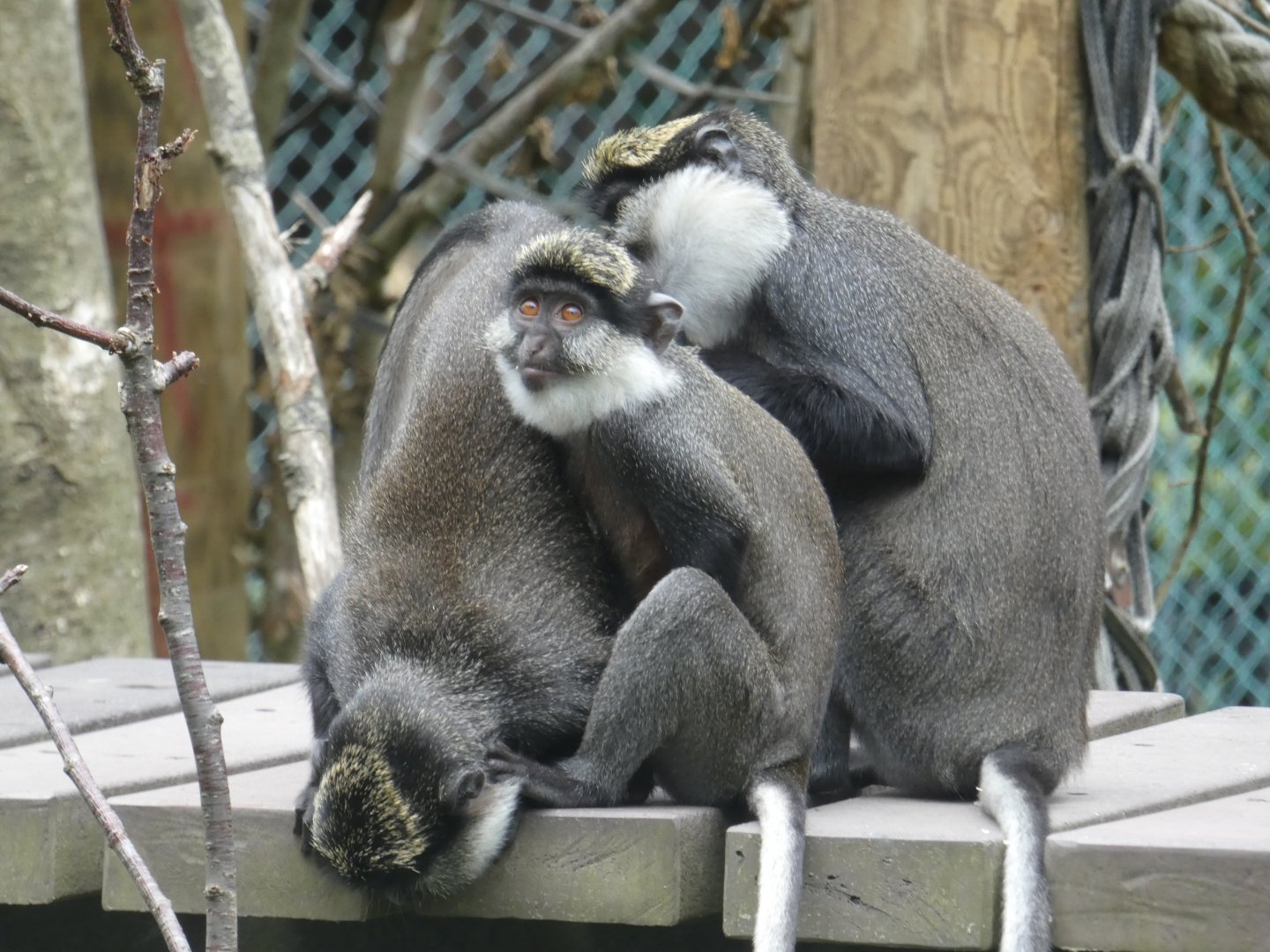 Benin red-bellied guenons