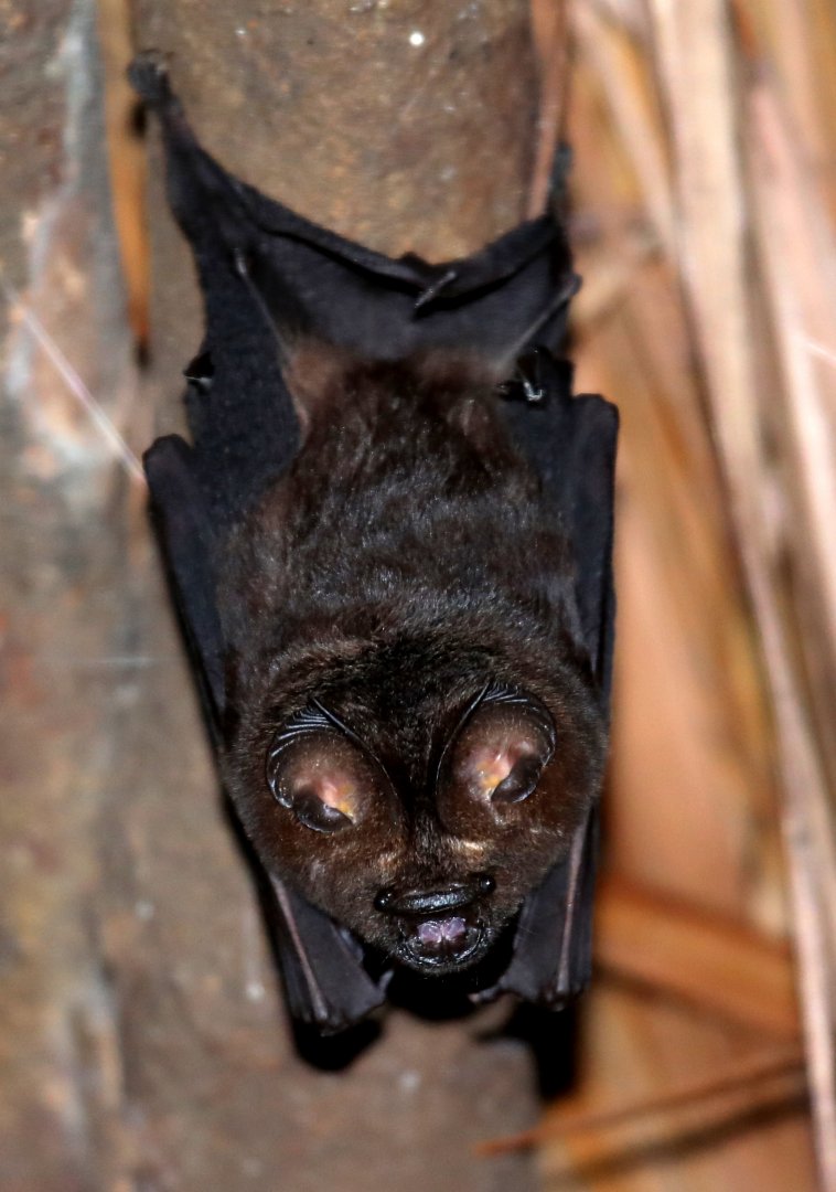 Benito roundleaf bat (Hipposideros beatus)
