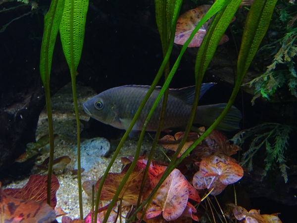 Benitochromis nigrodorsalis