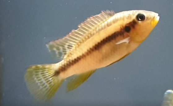 Benitochromis riomuniensis