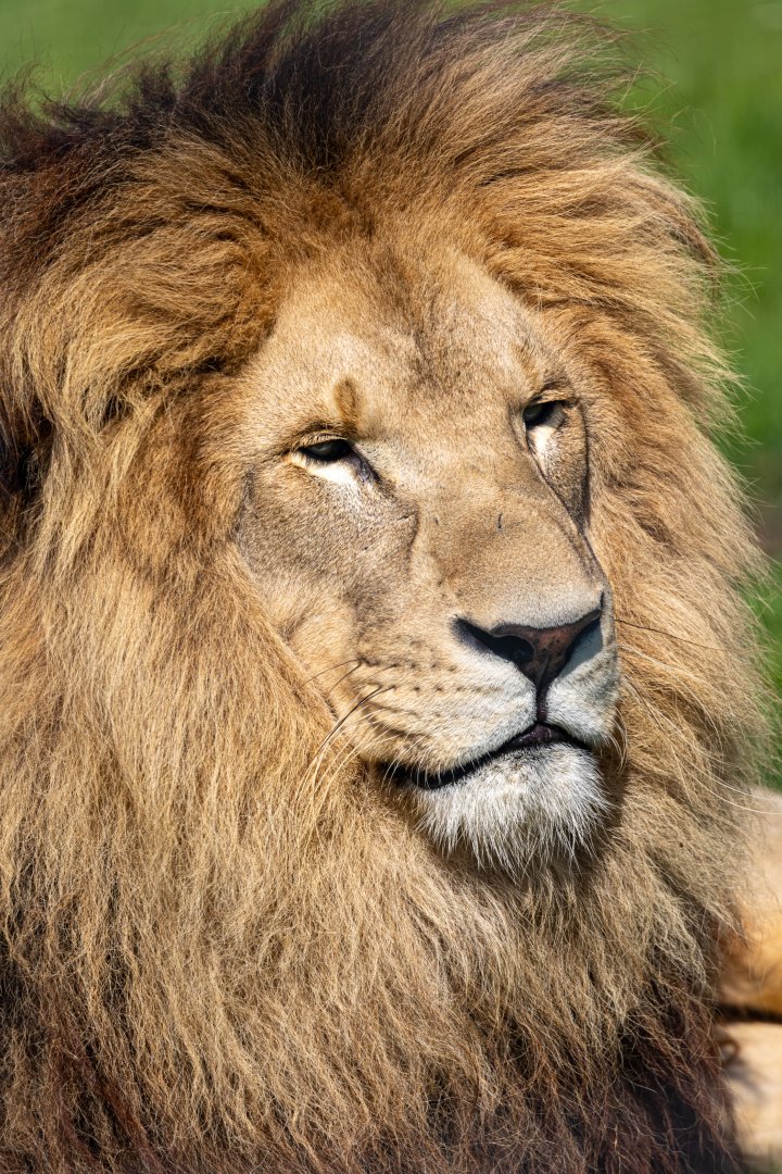 Benjamin - African Lion / Wolds Wildlife Park / 11-8-21