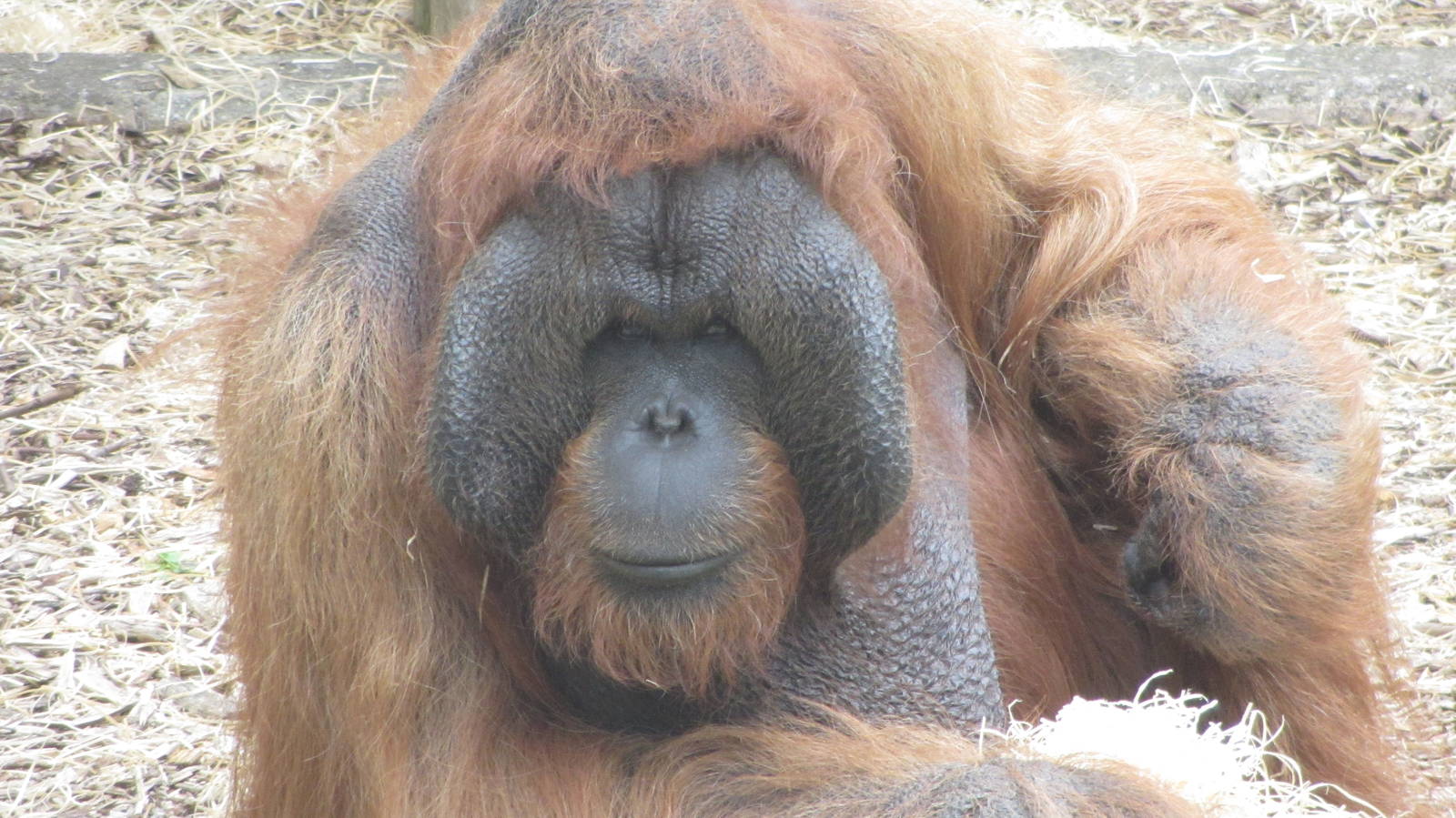 Benji. - Bornean Orangutan