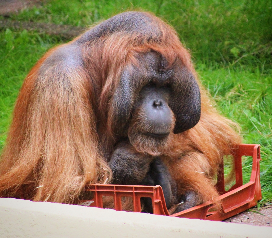 Benji - Bornean Orangutan