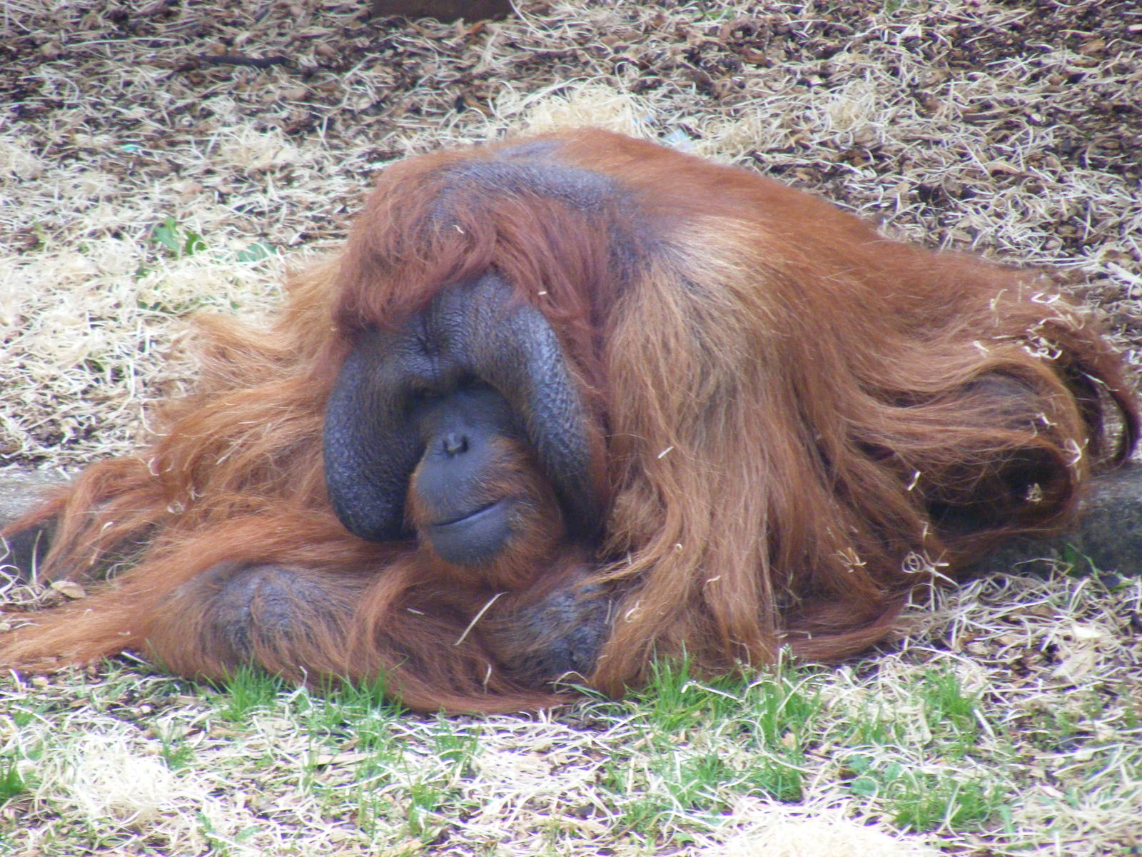 Benji the Bornean orangutan at Dudley Zoo, 28 August 2010