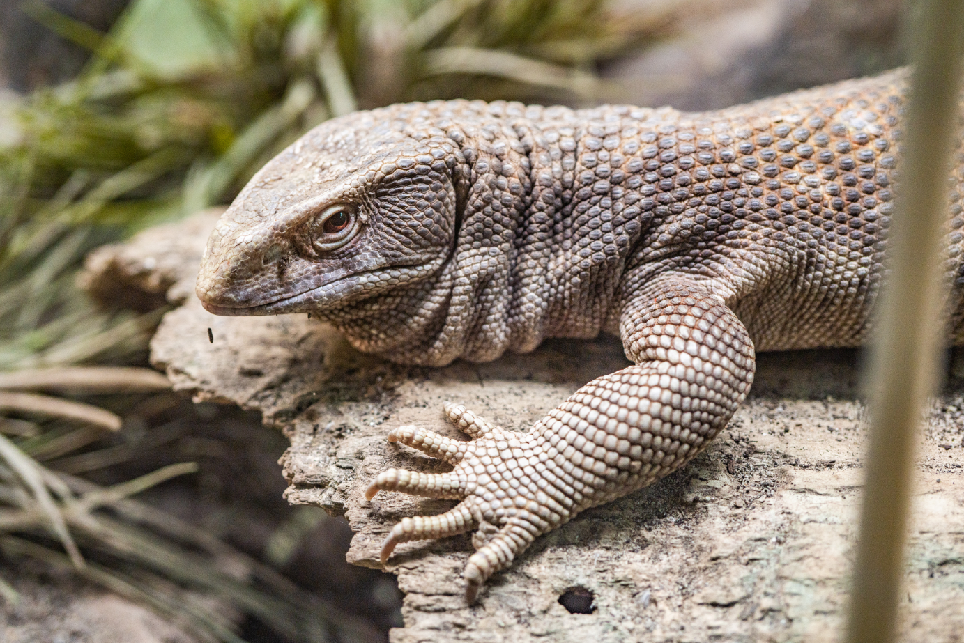 Benji the Savannah Monitor