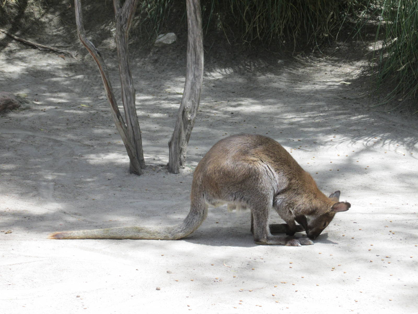 bennet`s wallaby africam safari