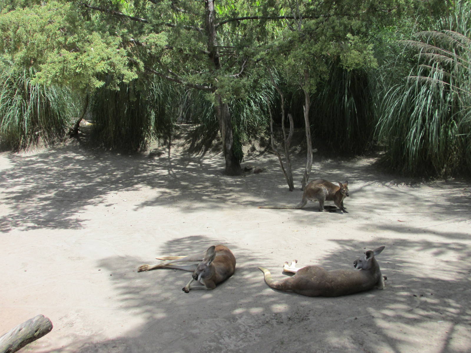 bennet`s wallaby and red kangaroos africam safari
