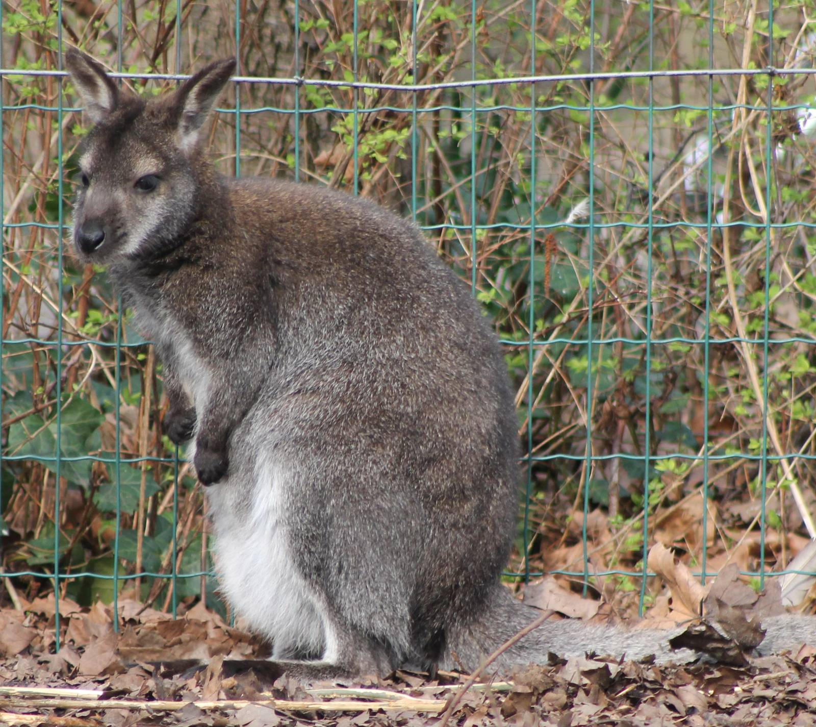 Bennet wallaby