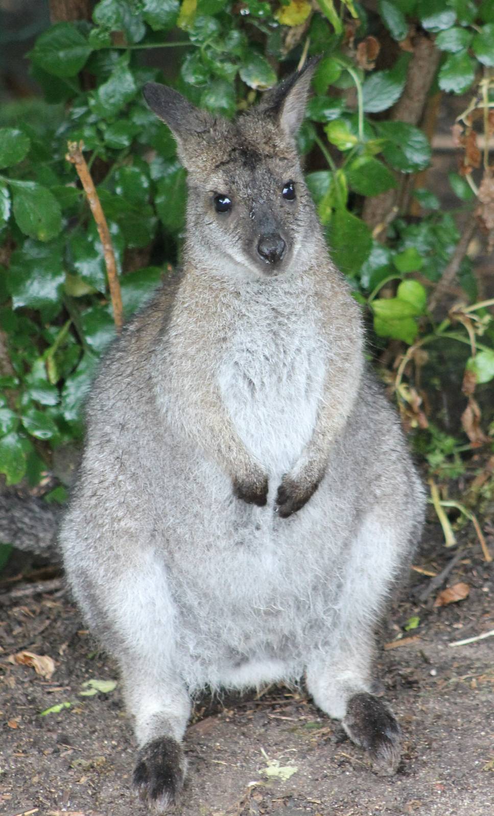 Bennet wallaby