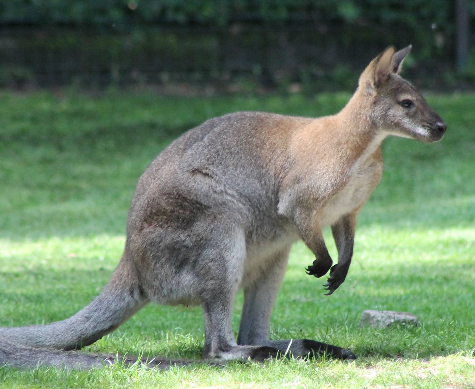 Bennet Wallaby
