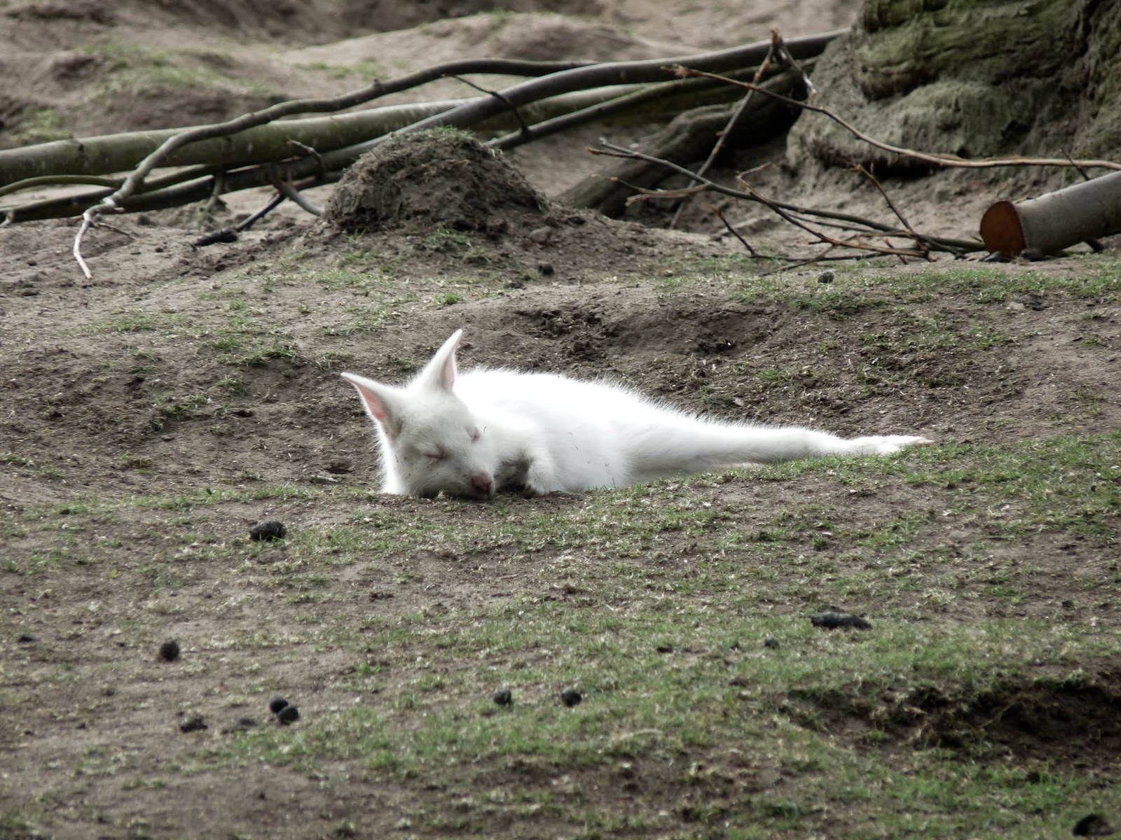 Bennets Wallabies - Albino joey
