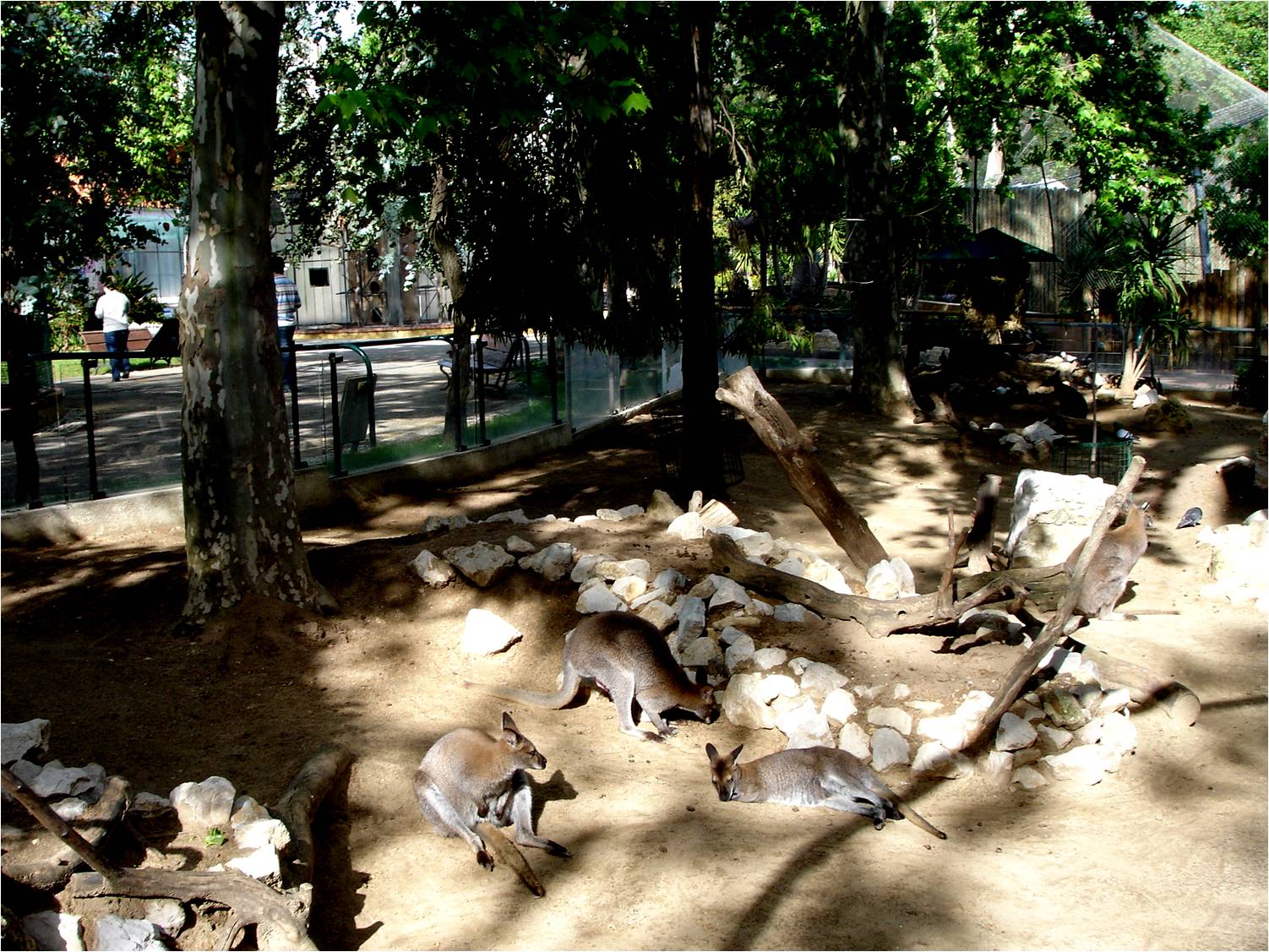 Bennet's Wallabies at Jardim Zoológico de Lisboa, 13/04/08