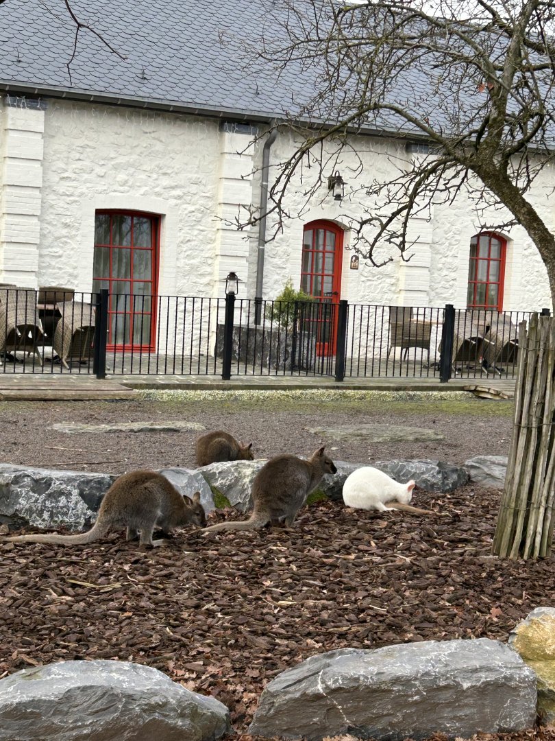 Bennet’s wallabies