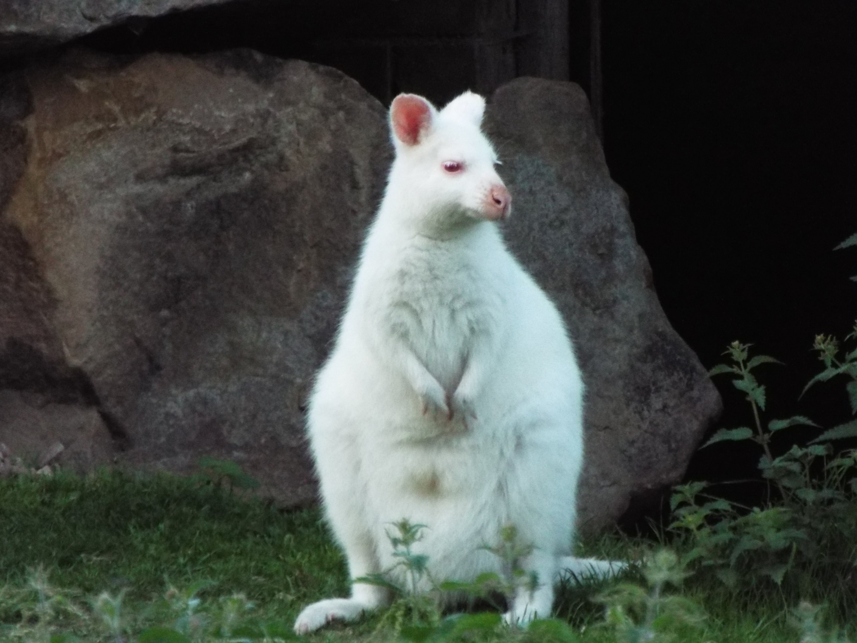 Bennets Wallaby Blackpool Zoo