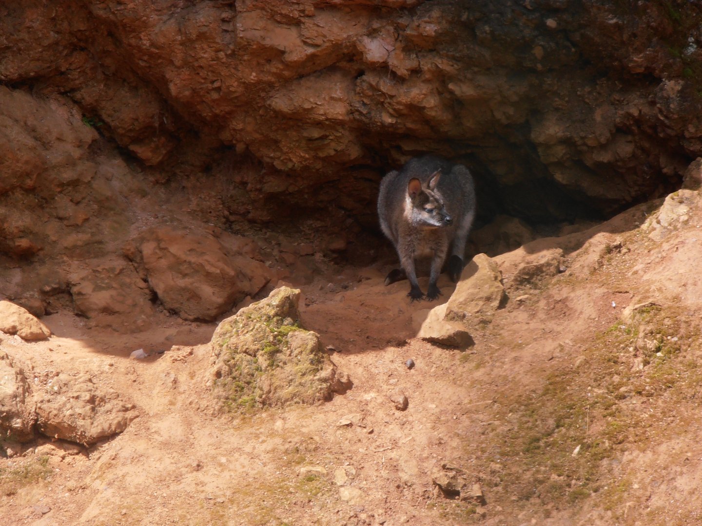 Bennet's wallaby (Cabarceno 2013)